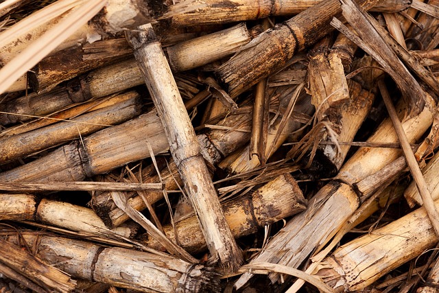 Sugar cane crops, a common agricultural residue used for biomass