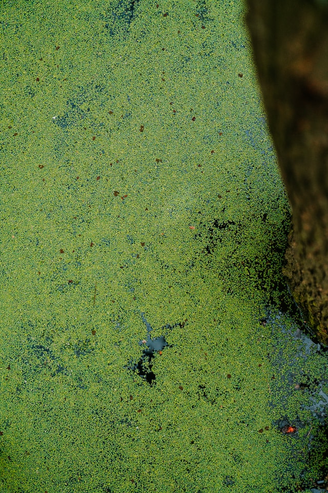 Green algae floating on water