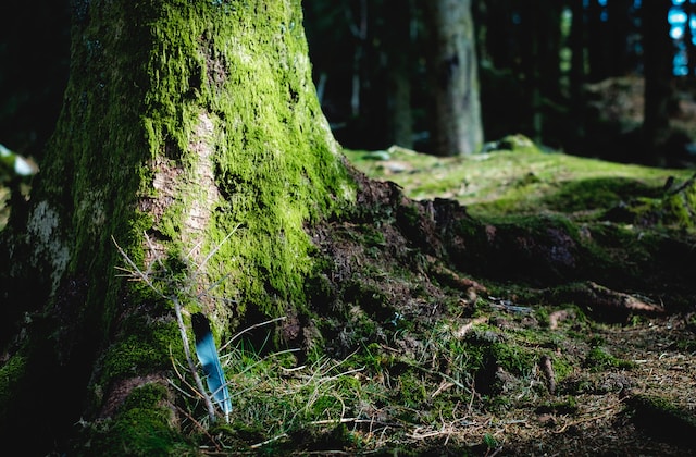 A tree covered in green algae