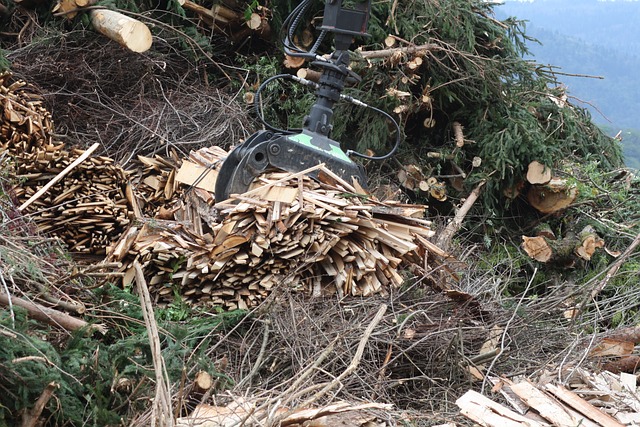 Wood trunks and timber being gathered together